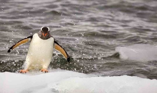 cute-penguin-sliding-on-iceberg