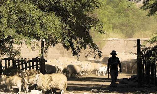herding sheep in Argentina