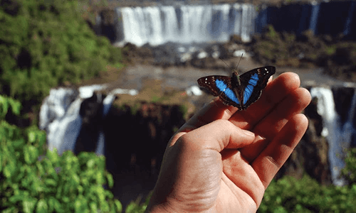 Butterflies at Iguazu