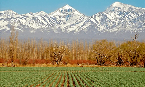 A beautiful vineyard with the backdrop of the Andes Mountains