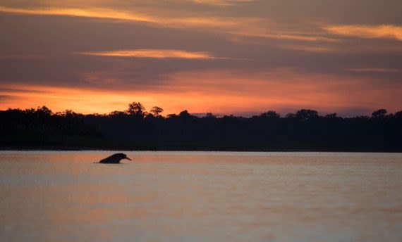 pink river dolphin swimming during sunset