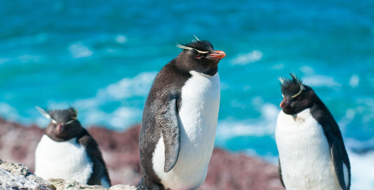 penguins on rock island