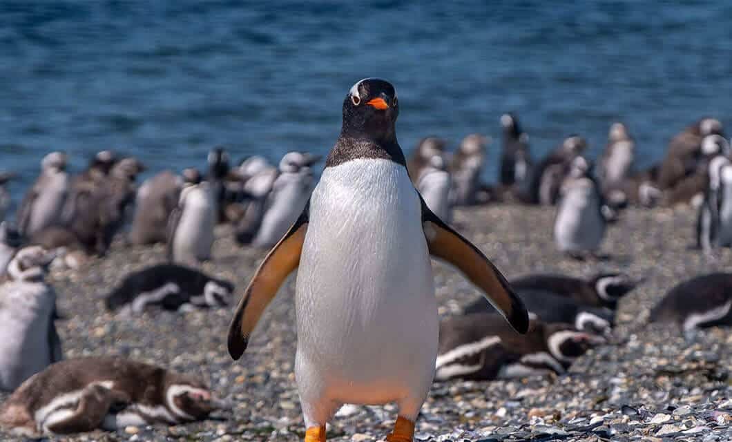 A gentoo penguin stands on a pebbled shore in Wild Argentina with its flippers outstretched, facing the camera, while a group of other penguins gather and rest in the background near the water.