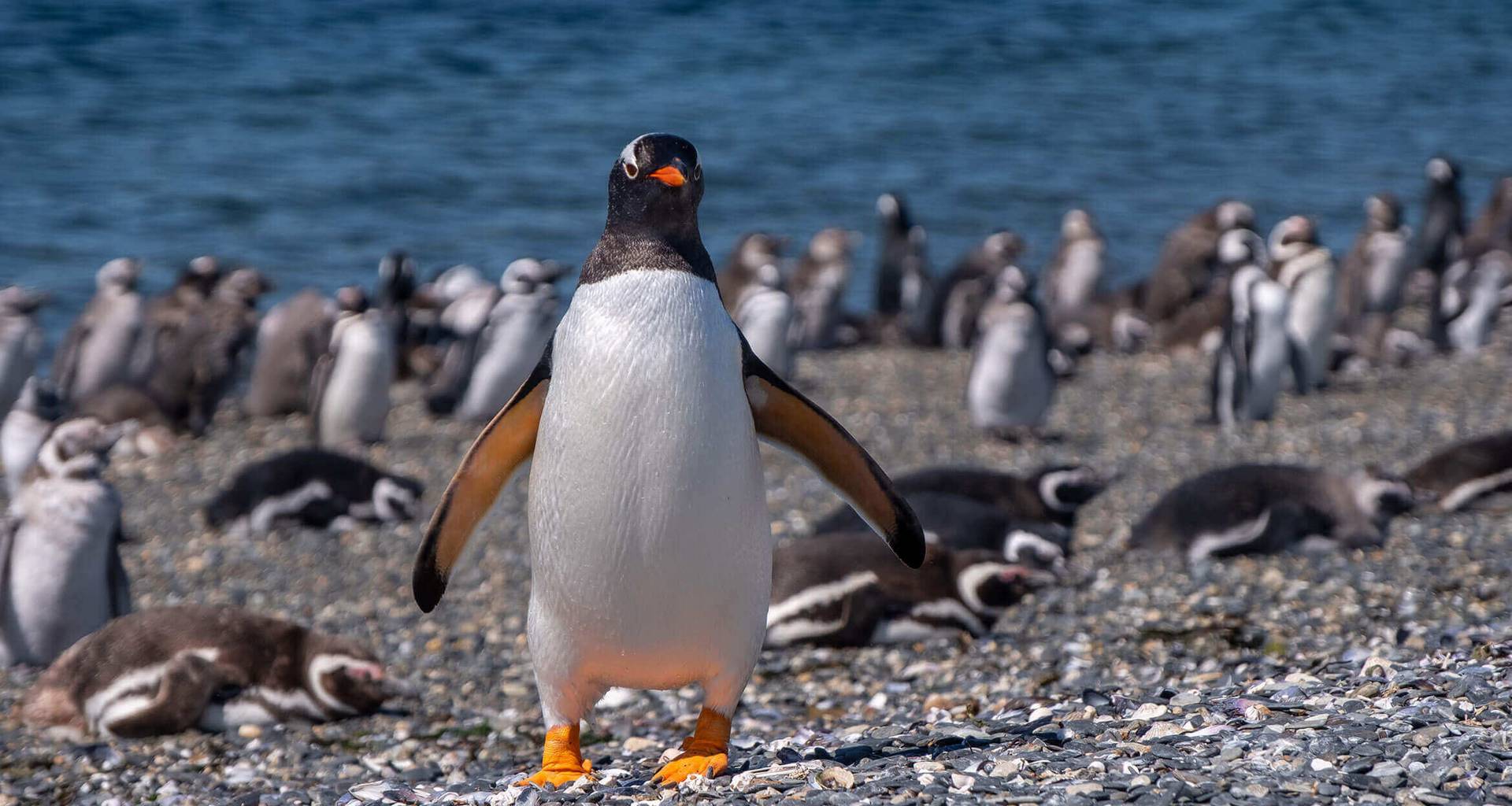 A penguin stands upright on a rocky shore in Wild Argentina, its wings slightly outstretched, surrounded by many other penguins resting and moving around near the water.