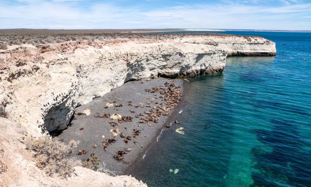 A rocky white cliff overlooks a beach with many sea lions resting on the dark sand, next to clear blue-green ocean water under a mostly sunny sky—a classic scene on a Patagonia cruise near Ushuaia.