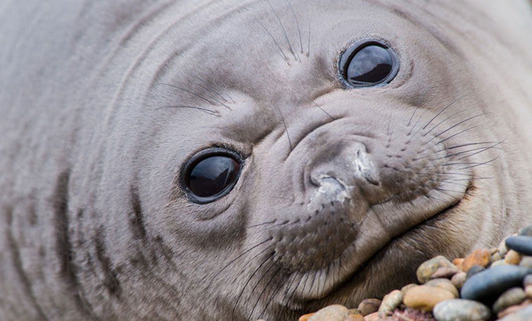 A close-up of a seal pup lying on a rocky surface, looking directly at the camera with large, dark eyes and a smooth, grey face—an unforgettable sight from a Patagonia cruise near Ushuaia.