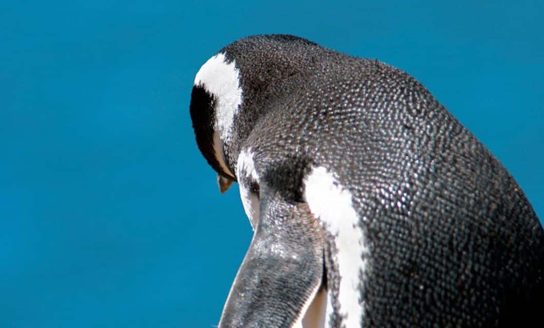 A close-up of a penguin facing downward with its back to the camera, showing its black and white feathers, against a bright blue background—capturing the spirit of wildlife spotted on a Patagonia cruise.