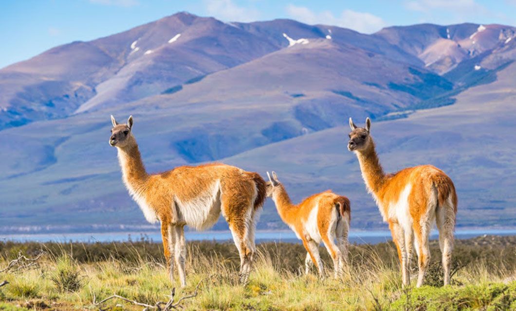 Three guanacos stand on grassy terrain with mountains and a blue sky in the background, capturing the wild beauty of Torres del Paine.