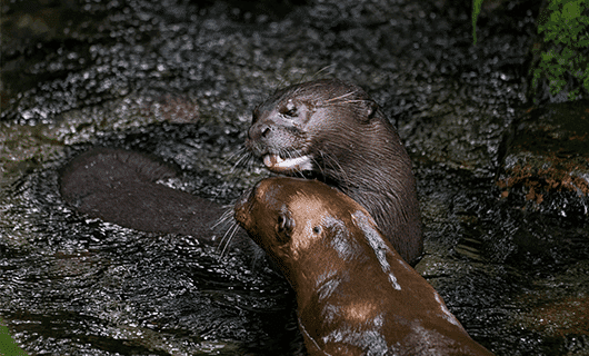 Two otters with wet, shiny brown fur interact playfully in shallow water surrounded by dark rocks and green moss.