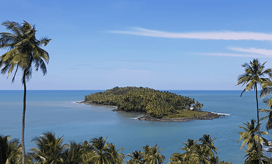 A small, lush, palm-covered island surrounded by calm blue ocean with clear skies above. Tall palm trees frame the foreground—a perfect escape for an unforgettable Adventure Tour in the heart of the Three Guianas.