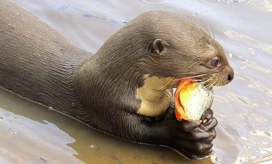 An otter holds a fish in its paws and bites into it while partially submerged in water—an enchanting wildlife moment you might witness on a Three Guianas adventure tour. The fish has shiny, silvery scales with orange coloring near its head.