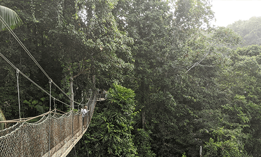A narrow rope suspension bridge stretches through dense, lush green rainforest, surrounded by tall trees and thick foliage.