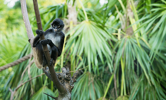 A black and white monkey sits on a tree branch, holding the trunk with its hands and feet, surrounded by lush green tropical foliage.
