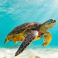 A sea turtle swims gracefully underwater above a sandy ocean floor, with sunlight streaming through the clear blue water—an unforgettable sight on a Galapagos tour.