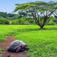 A large tortoise slowly walking on a dirt path through a lush green field in the Galapagos, with a tall tree and dense vegetation in the background under a clear blue sky, perfect for Island Cruises adventures.