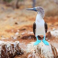 A blue-footed booby bird with bright blue feet stands on a rock in a dry, earthy landscape—an iconic sight you might encounter while exploring the Galapagos on a Petrel Catamaran cruise.