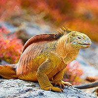 A Galapagos land iguana with yellow and brown scales sits on a rocky surface, surrounded by blurred pink and orange vegetation—a stunning sight often enjoyed during a Galapagos Catamaran cruise.