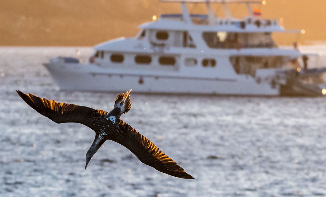 A large bird with outstretched wings flies low over the water in the Galapagos, with a white yacht in the background and sunlight illuminating this multisport adventure scene.