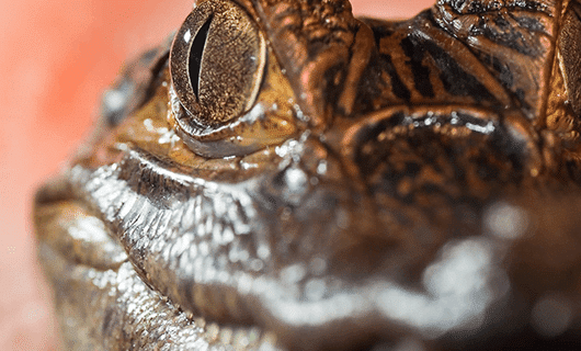Close-up of a crocodile's face, focusing on its textured, rough skin and large, detailed eye with a vertical slit pupil—captured near Refugio Amazonas in the heart of the Amazon rainforest.