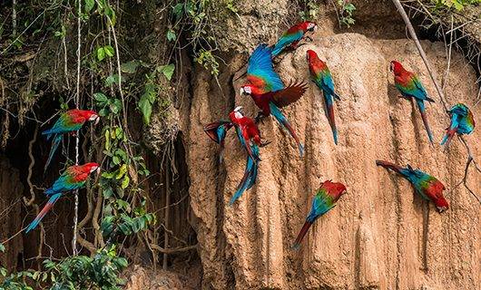 Several brightly colored macaws perch and fly against a vertical clay cliff in the Amazon rainforest, with green foliage on the left side. The birds display vibrant red, blue, and green feathers near Refugio Amazonas, a renowned Peru Jungle Lodge.
