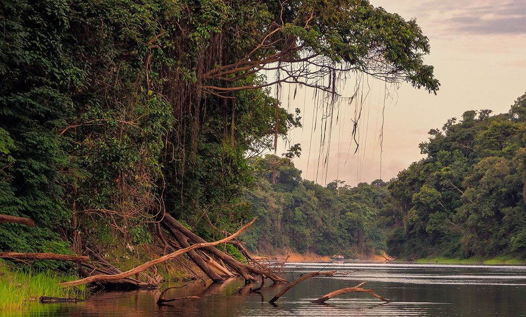 A calm river flows through dense, green rainforest with large trees and hanging vines along the banks—an enchanting scene typical of a Brazil Amazon River Cruise aboard the Desafio, with fallen branches partially submerged under a cloudy sky.