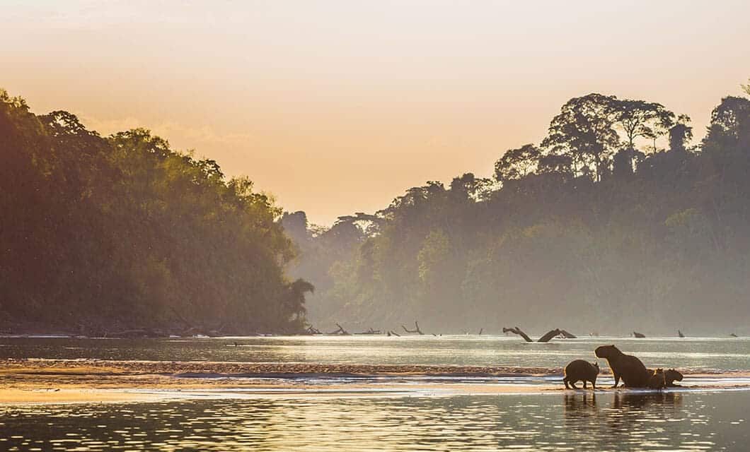 A scenic river at sunset in the Peruvian Amazon with two hippos near the water’s edge, surrounded by lush forest and silhouetted trees. Mist rises above the tranquil water, creating a peaceful Manu National Park atmosphere.