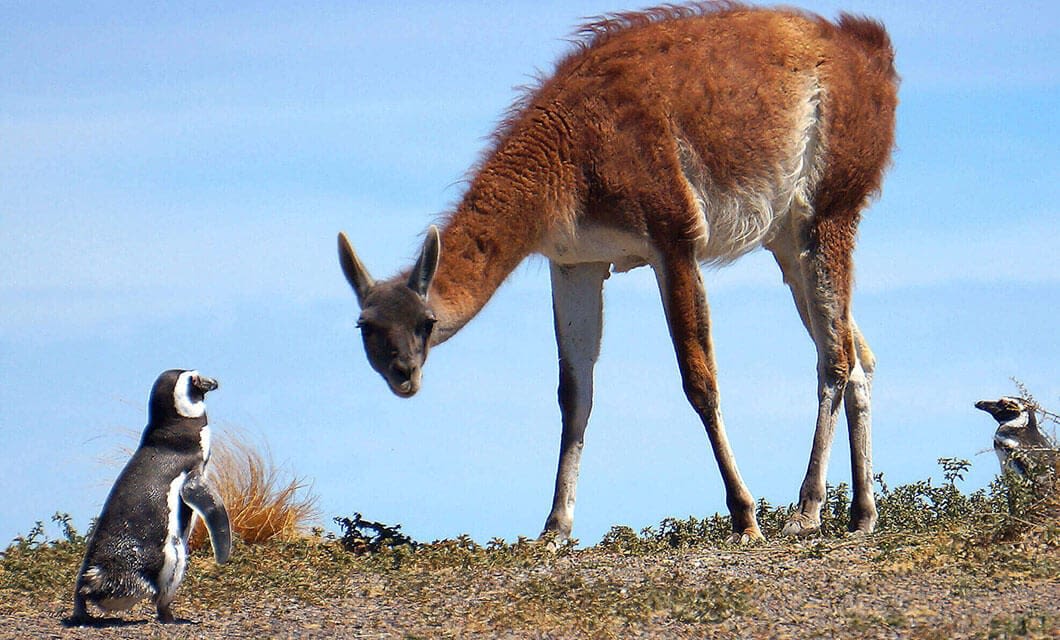 A guanaco bends its head to look at a standing penguin, while another penguin sits nearby on rocky ground under a blue sky in wild Argentina.