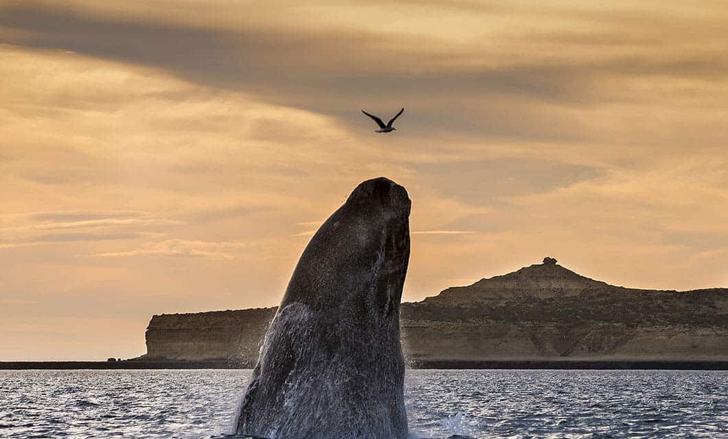 A whale breaches the ocean surface at sunset, water splashing as a bird soars above. The rocky coastline of Wild Argentina stretches in the background, all beneath a golden sky.