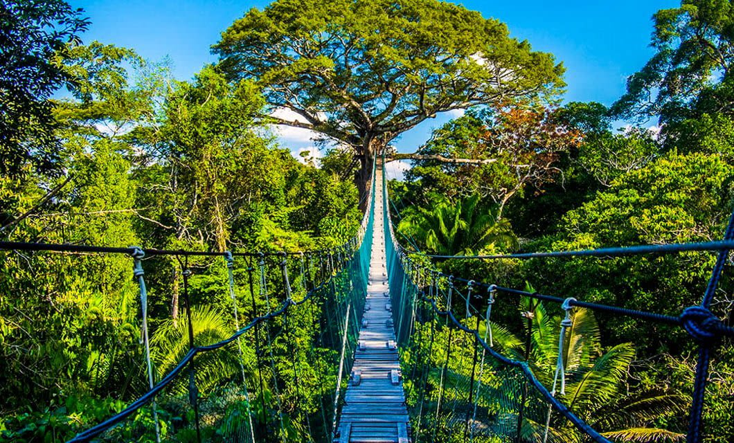 A hanging rope bridge stretches through lush green jungle, leading toward a large, leafy tree under a bright blue sky—an inviting scene reminiscent of a Coast to Coast tour through vibrant tropical vegetation.