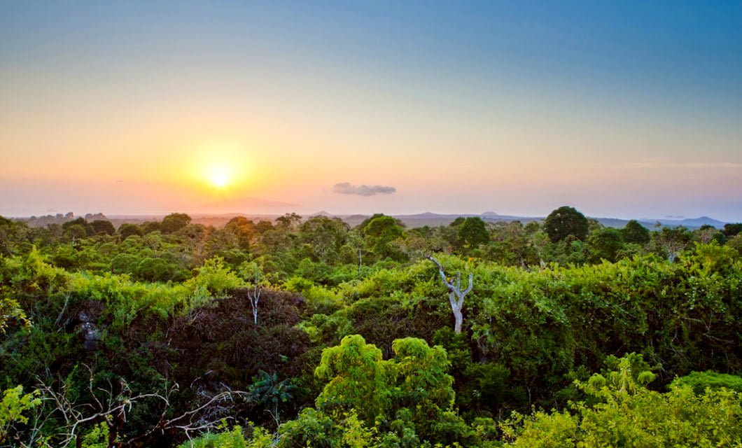 Sunrise over the dense, green Amazon forest with the sun low on the horizon, casting a warm golden light and a clear blue sky above.