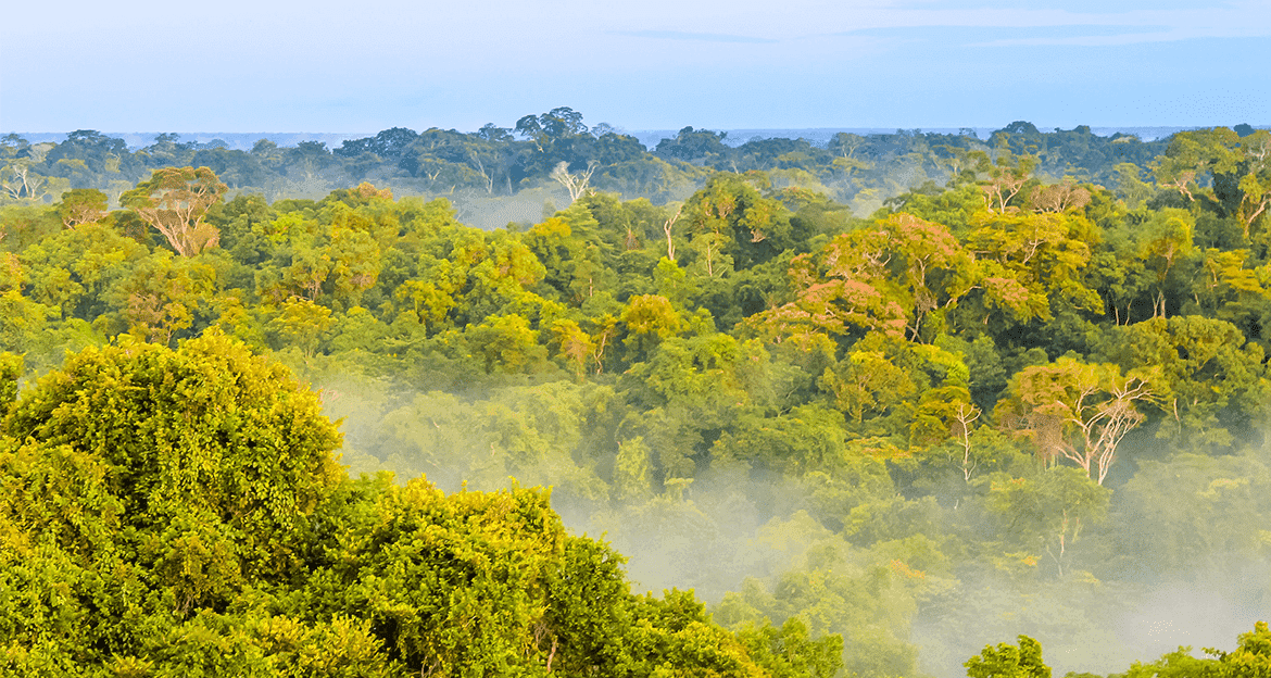 Dense green rainforest with various shades of leafy trees, partially covered by morning mist, stretches into the distance under a pale blue sky near the Napo Wildlife Center Eco-Lodge in the heart of Ecuador Amazon.