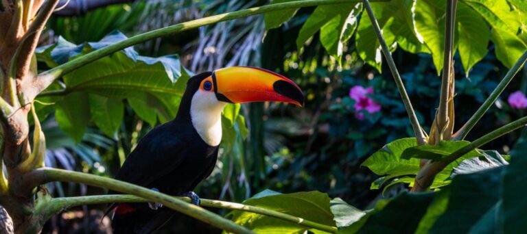 A toucan with a large, colorful orange and yellow beak sits on a branch surrounded by lush green leaves and tropical plants—an iconic sight you might see on Amazon Rainforest tours, with sunlight filtering through the foliage and pink flowers in the background.