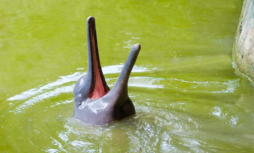 A pink river dolphin with its mouth open, showing its teeth, emerges from greenish water near the edge of a concrete structure—an enchanting sight often enjoyed on an Amazon Delfin I Cruise.