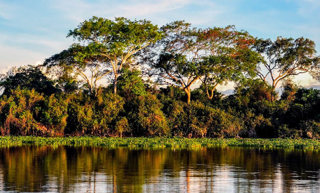 A dense green forest with tall trees is reflected in the calm water of a river under a blue sky with soft clouds, creating a peaceful natural scene reminiscent of the serene landscapes found in the Amazon.