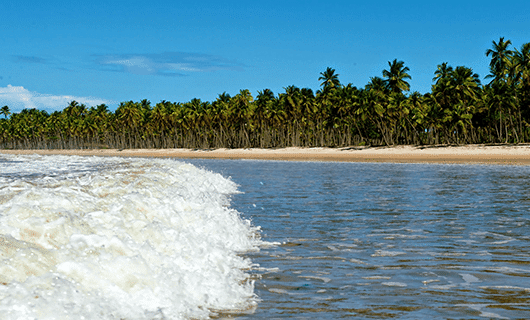 Waves roll onto a sandy beach lined with tall palm trees under a bright blue sky, evoking the beauty of Rio de Janeiro and inviting you to imagine your next tour.