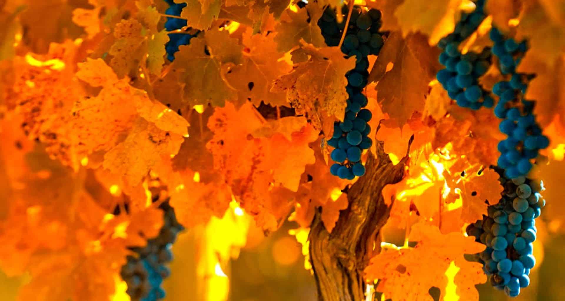 Clusters of blue grapes hang from a vine with golden-yellow autumn leaves, illuminated by warm sunlight—a perfect scene for a Mendoza romantic getaway.