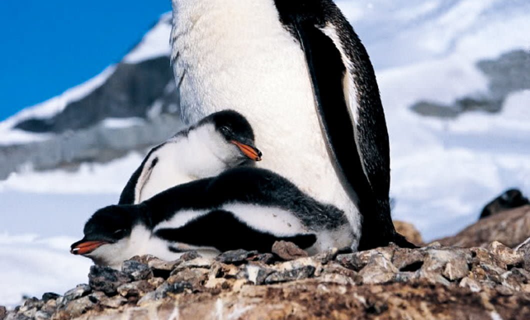Two fluffy penguin chicks rest on rocky ground beside an adult penguin, with a snowy landscape and blue sky in the background—an enchanting scene often witnessed on an unforgettable Antarctica cruise.