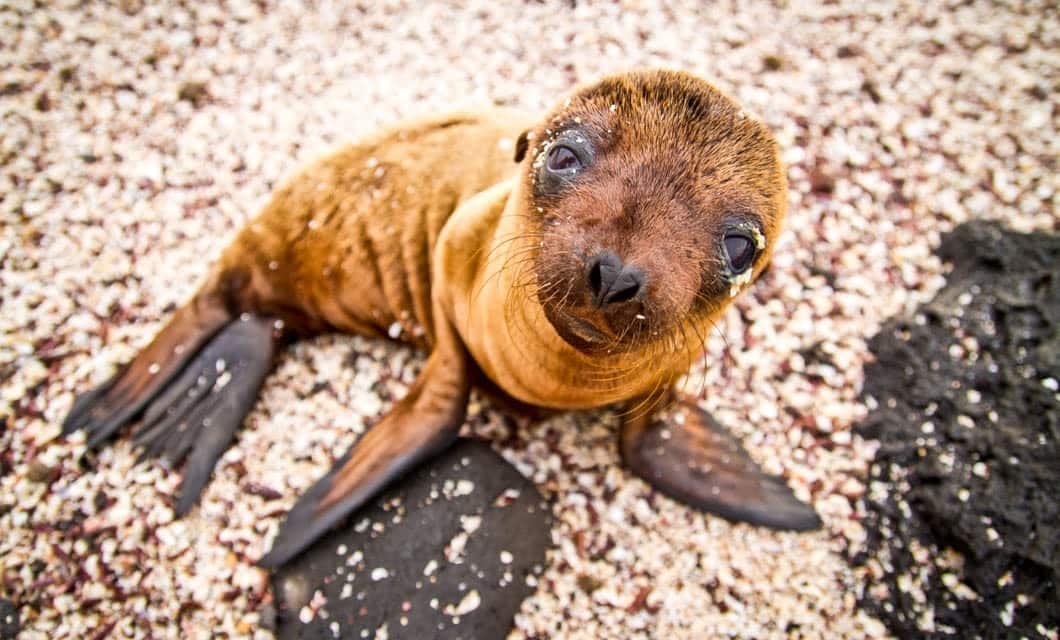 A close-up of a young sea lion pup with big, dark eyes lies on a sandy and pebbly beach, looking up at the camera with its flippers spread out—an adorable sight you might encounter on a Galapagos Cruise.