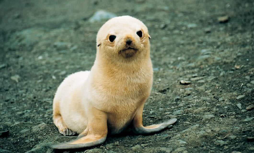 A light brown, almost golden, baby seal sits on rocky ground in Tierra del Fuego, looking directly at the camera with its flippers out to the sides and a slightly curious expression.