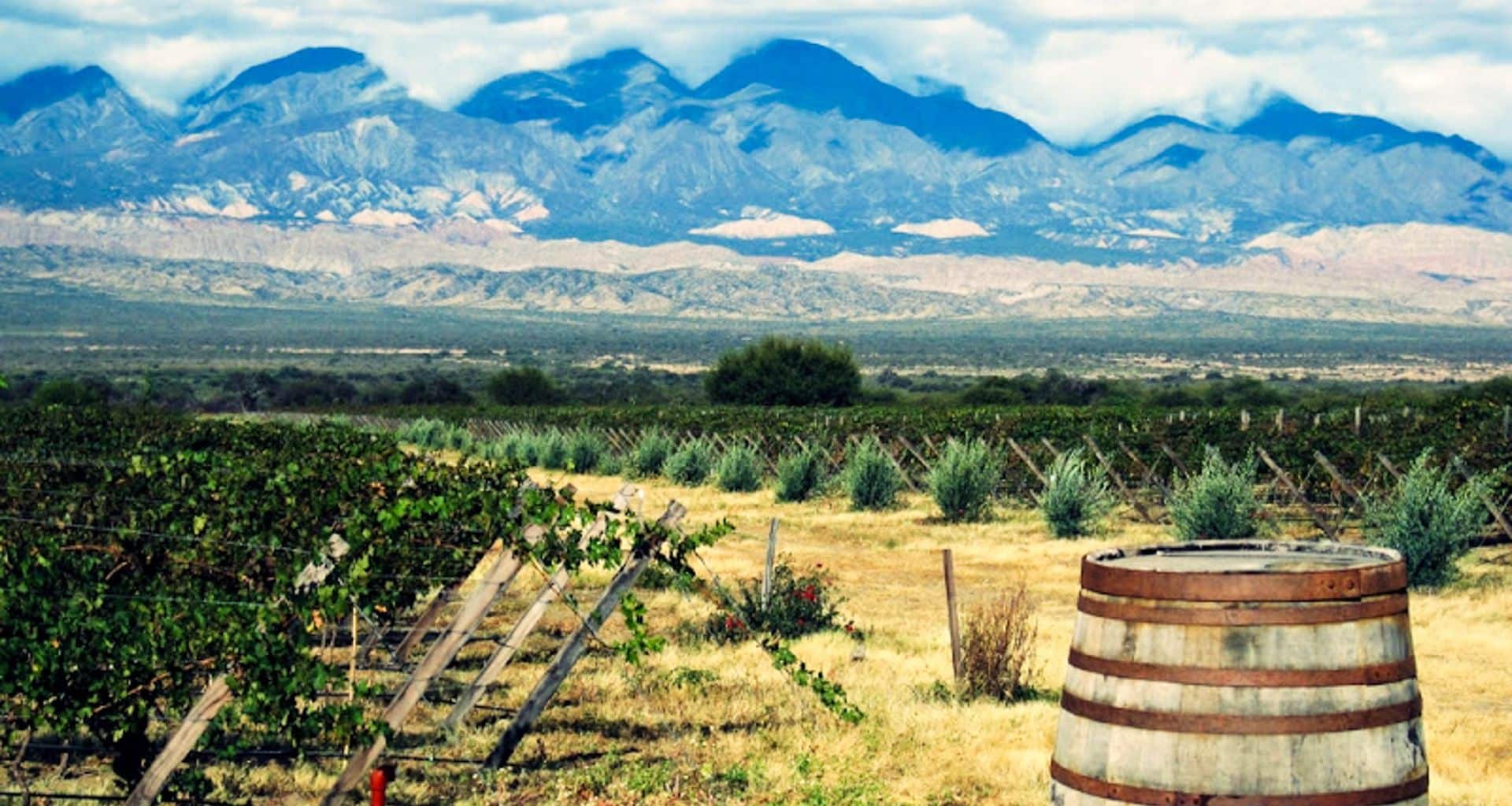 Rows of grapevines stretch across a vineyard along the Wine Route in Salta, with a wooden barrel in the foreground and rugged blue mountains under a partly cloudy sky. The dry, semi-arid landscape hints at Cafayate’s renowned wine country.