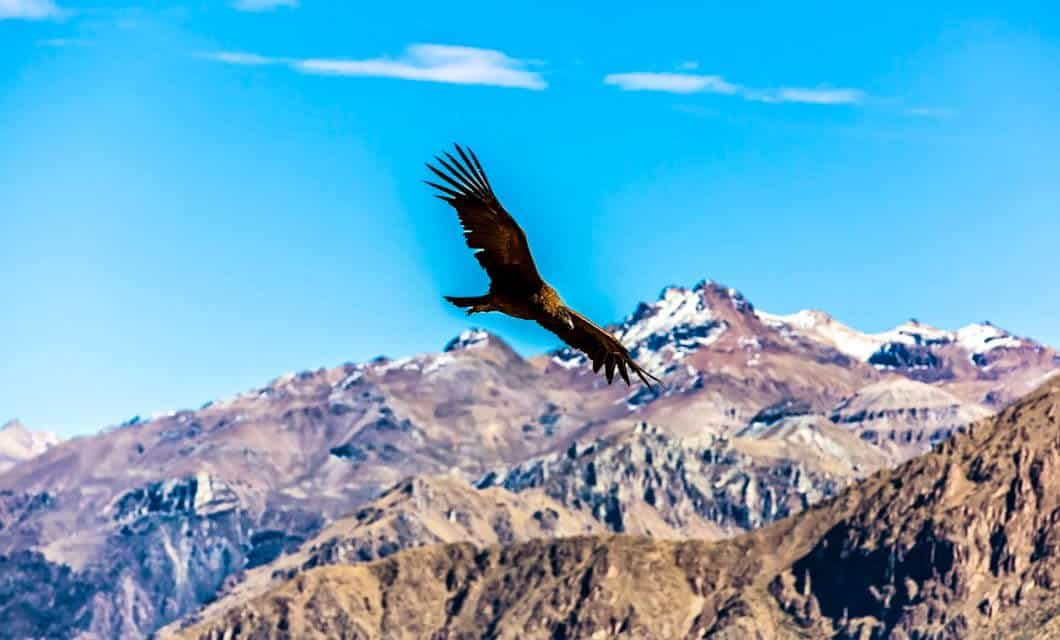 A large bird with outstretched wings soars above rugged, snow-capped mountains under a clear blue sky, capturing the essence of Peru and inviting you to experience the breathtaking beauty found on Peru travel adventures.