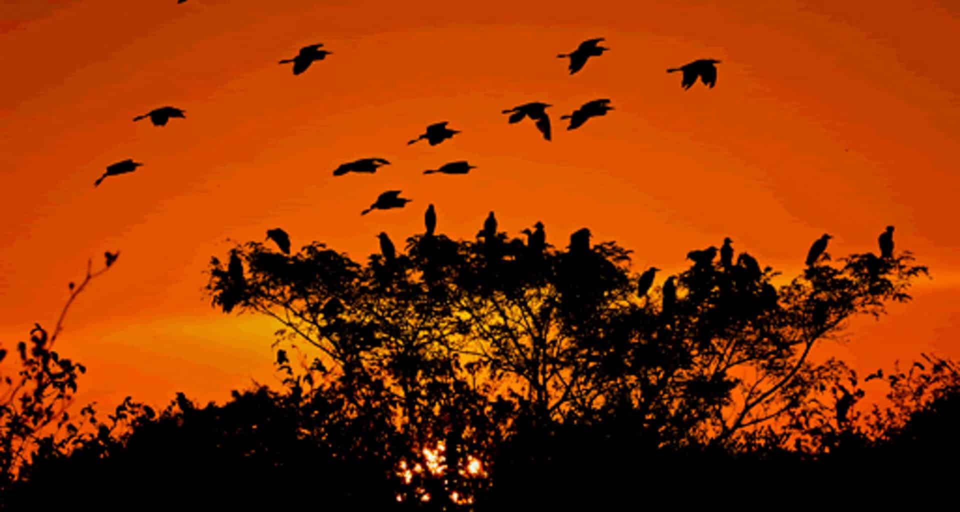 Silhouettes of birds flying and perched on tree branches against a vibrant orange sunset sky evoke the wonder of a family discovery, much like exploring distant glaciers or breathtaking waterfalls together.