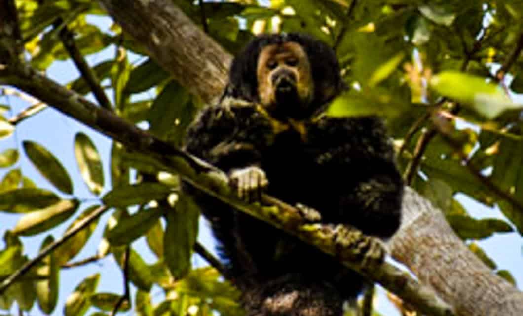 A black-furred monkey with a light-colored face sits on a tree branch surrounded by green leaves, looking downward. Sunlight filters through the foliage above, offering a glimpse of the wildlife seen on Peru tours near Tahuayo Lodge.