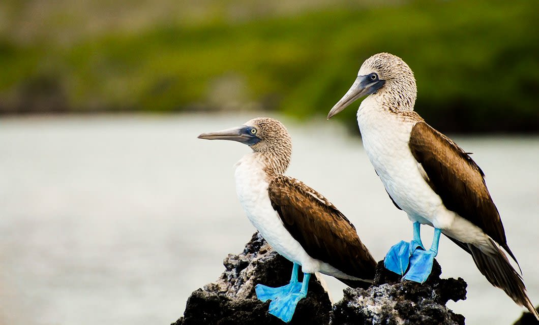 Two blue-footed boobies with brown and white feathers stand on dark rocks by the water, displaying their bright blue feet. Blurry green foliage is visible in the background—a perfect scene to spot on a luxury Galapagos cruise.
