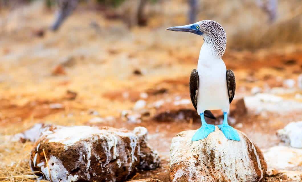 A blue-footed booby bird with bright turquoise feet stands on a white rock in a dry, brown, and orange landscape—a classic sight on a Galapagos Islands Cruise.