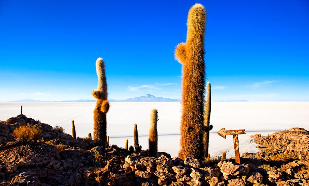 Tall cacti stand on rocky ground under a clear blue sky, with a vast white salt flat stretching into the distance. A rusted Coast to Coast Tour signpost with an arrow points to the right. Mountains appear on the horizon.