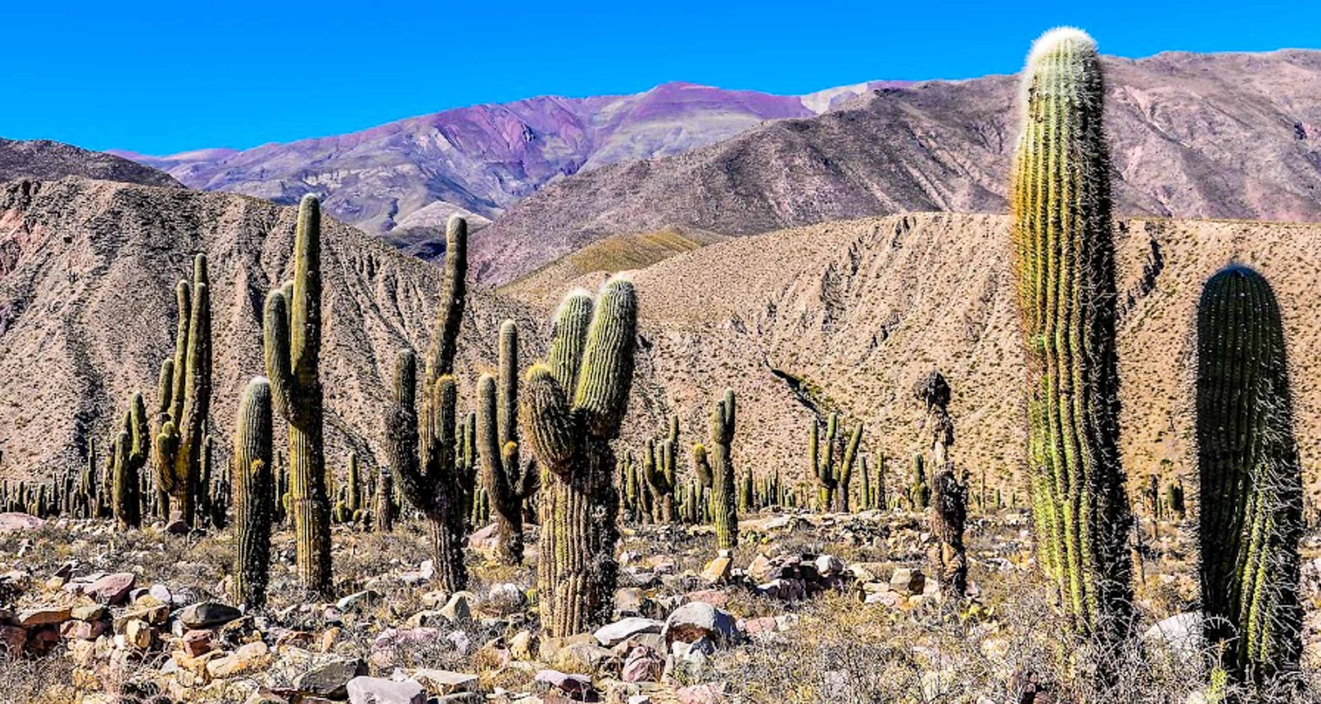 A desert landscape in Northern Argentina with tall green cacti scattered among rocky ground, set against arid brown hills and a bright blue sky, with distant purple-tinted mountains—one of nature's quiet wonders.