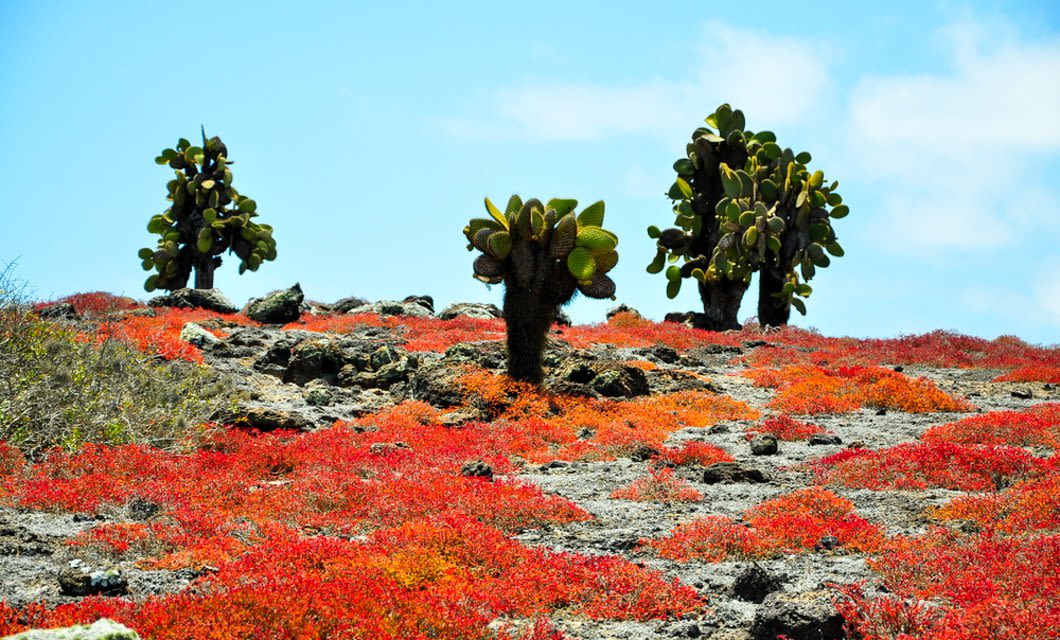 Three large prickly pear cacti stand on rocky terrain with vibrant red and orange ground cover, set against a bright blue sky—an iconic view for adventurers on a Galapagos Cruise aboard the Petrel Catamaran.