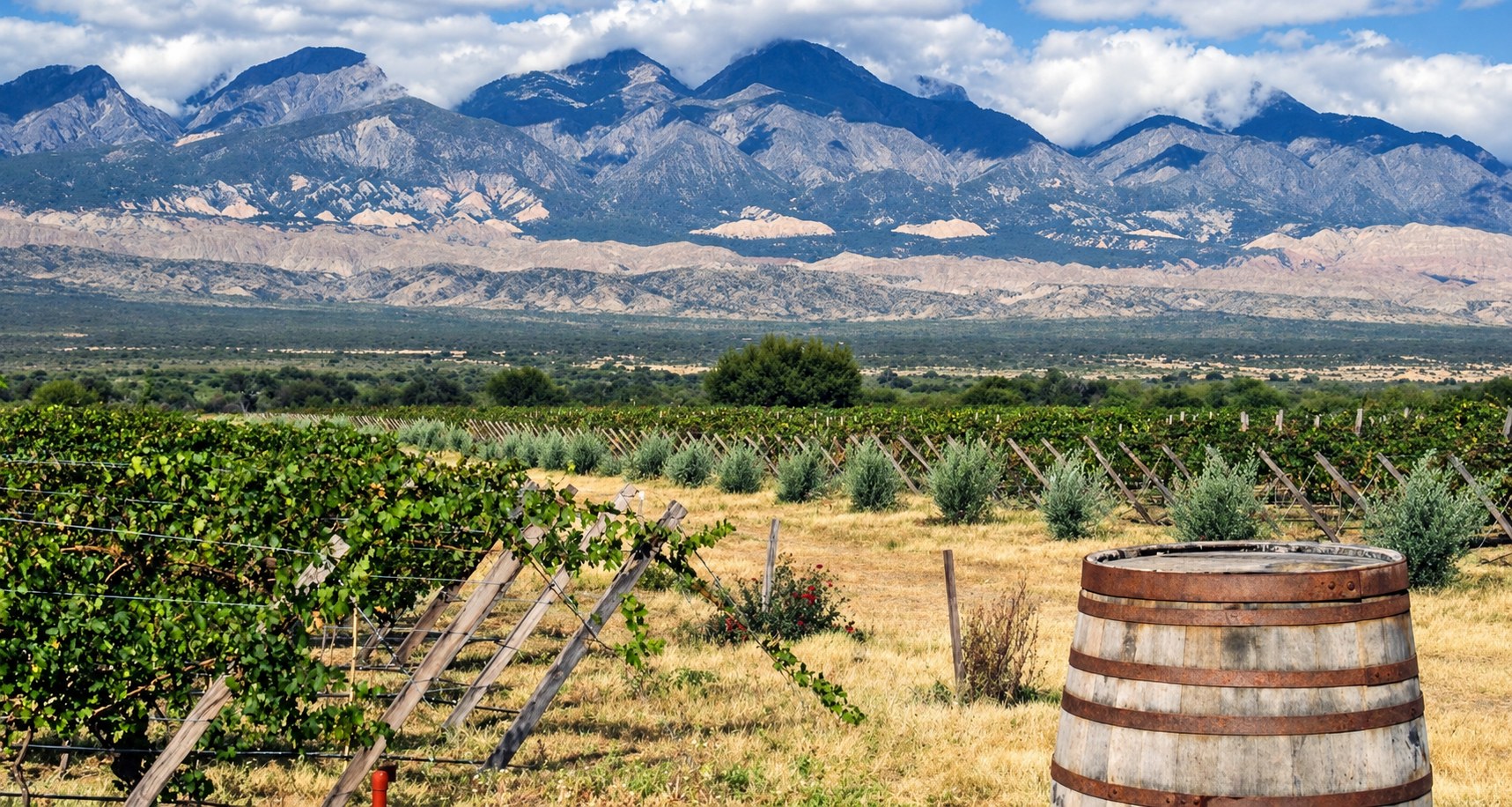 Vineyards and an old wine barrel in the Calchaquí Valley near Cafayate, with mountains behind