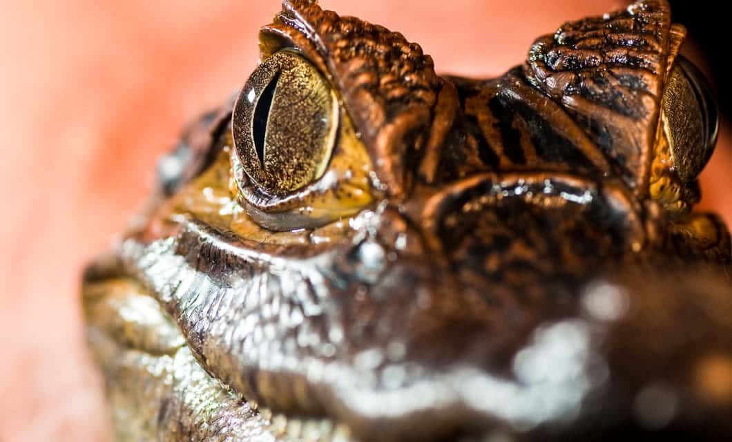 Close-up view of a crocodile’s head, its textured, scaly skin and golden, slit eye vividly detailed—captured from the edge during an Amazon Cruise. The blurred background draws focus to this fascinating river predator.